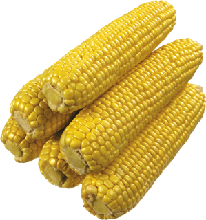 Csöves kukorica II. osztály öml. 10 kg