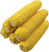 Csöves kukorica (II. osztályú) 10 kg